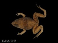 藏品(澤蛙)的圖片